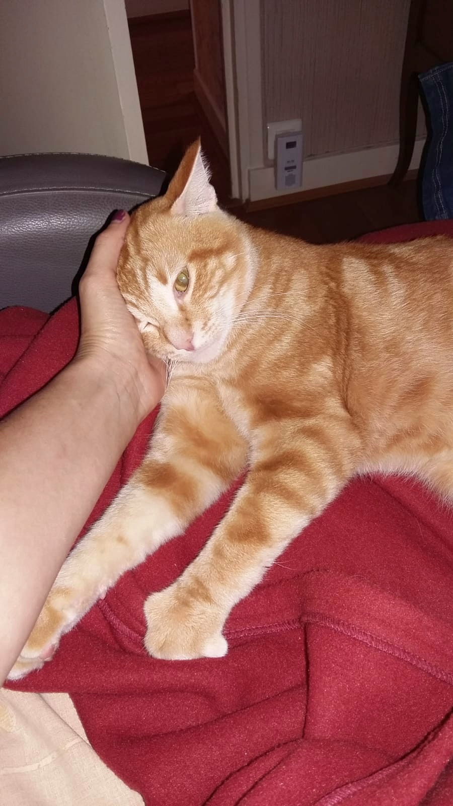 Cherche un foyer pour beau chat roux sur GensDeConfiance